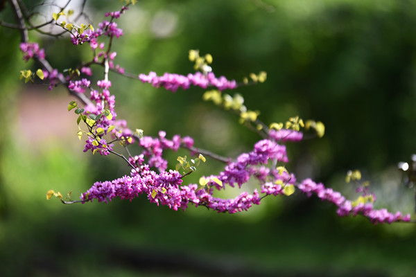 紫荊.jpg